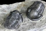 Two Detailed Gerastos Trilobite Fossils - Morocco #134098-3
